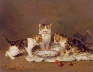 Üç kedi, kırmızı kiraz ve arılar